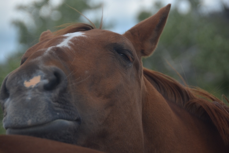 horses